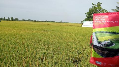 Mô hình canh tác bền vững hướng đến tương lai - Forward Farming góp phần thực hiện Đề án 1 triệu héc-ta lúa