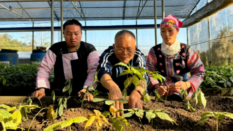 Sâm Ngọc Linh Sơn La: Từ ‘quốc bảo’ đến sinh kế bền vững