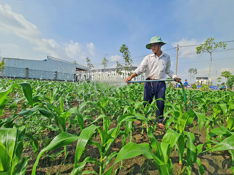 Độ mặn lên cao sớm hơn 2 ngày so với kỳ triều cường đầu tháng 3 âm lịch 