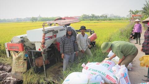 Nguồn cung dồi dào, giá gạo xuất khẩu tiếp tục chịu áp lực giảm