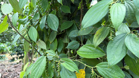 Giá tiêu hôm nay 22/4/2026: Tăng mạnh 1.000 - 1.500 đồng