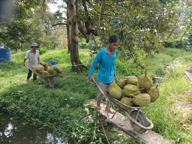 Khơi thông xuất khẩu sầu riêng từ vùng trồng đến phòng kiểm nghiệm 
