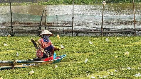 Trồng rau nhút trên sông trong mùa hạn cho thu nhập cao 