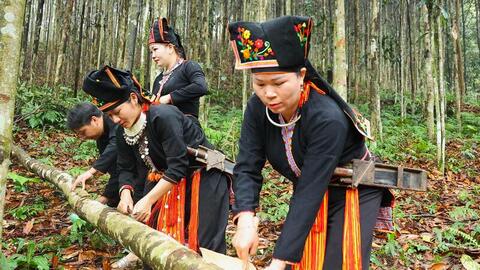 Quế Tân Hợp: Từ rừng nguyên liệu đến thương hiệu nông sản xuất khẩu