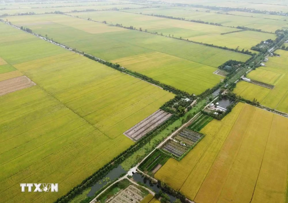Giá gạo xuất khẩu tăng, thị trường lo ngại tác động của El Niño 