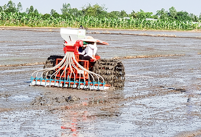 Đẩy mạnh chương trình giảm lượng giống gieo sạ trong sản xuất lúa 