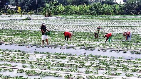 Linh hoạt chuyển đổi cơ cấu cây trồng có hiệu quả kinh tế cao 