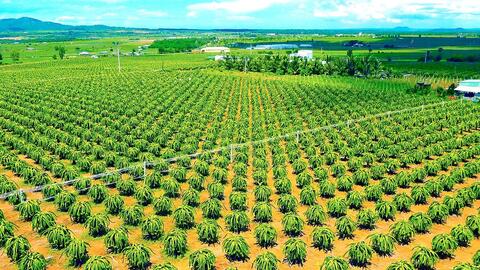 Cần Thơ có hơn 10.390ha được cấp mã số vùng trồng