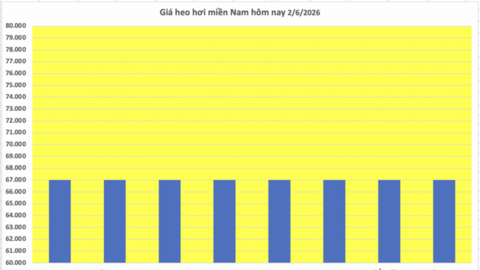 Giá heo hơi hôm nay 2/6/2026: Giảm rải rác tại miền Nam