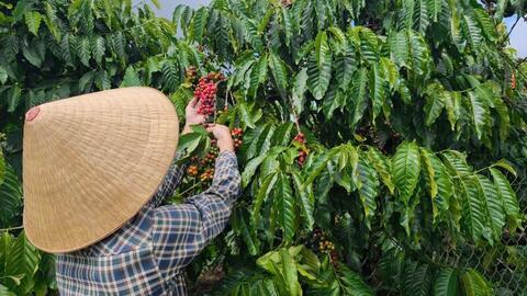 Giá cà phê hôm nay 5/6/2026: Giảm nhẹ 200 đồng/kg