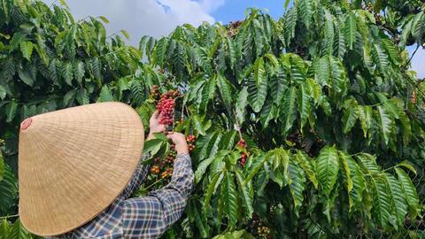 Giá cà phê hôm nay 9/6/2026: Tăng nhẹ 400 đồng/kg