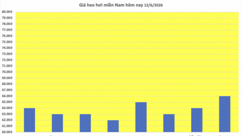 Giá heo hơi hôm nay 12/6/2026: Cao nhất 68.000 đồng/kg