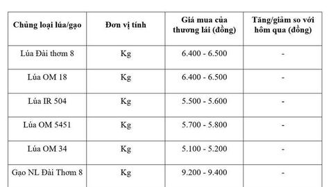 Giá lúa gạo hôm nay ngày 16/6/2026: Gạo xuất khẩu đảo chiều tăng
