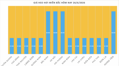 Giá heo hơi hôm nay 26/6/2026: Giảm nhẹ tại miền Bắc