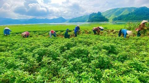 Ra mắt Hợp tác xã Nông nghiệp sinh thái và du lịch cộng đồng Cù Lao