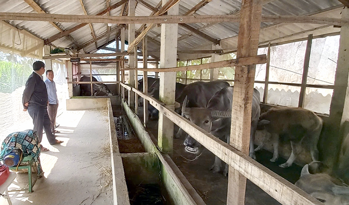 Gầy dựng cơ nghiệp từ đàn trâu sinh sản 