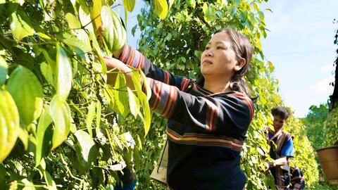 Giá tiêu hôm nay 13/7/2026: Dao động từ 138.000 - 141.000 đồng/kg