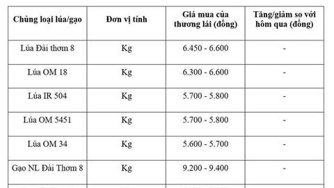 Giá lúa gạo hôm nay ngày 13/7/2026: Tấm thơm tăng nhẹ