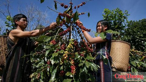 Nông nghiệp tái sinh mở lối cho cà phê đáp ứng EUDR và giảm phát thải