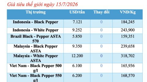 Giá tiêu hôm nay 15/7/2026: Đảo chiều tăng mạnh 2.000 - 3.000 đồng/kg