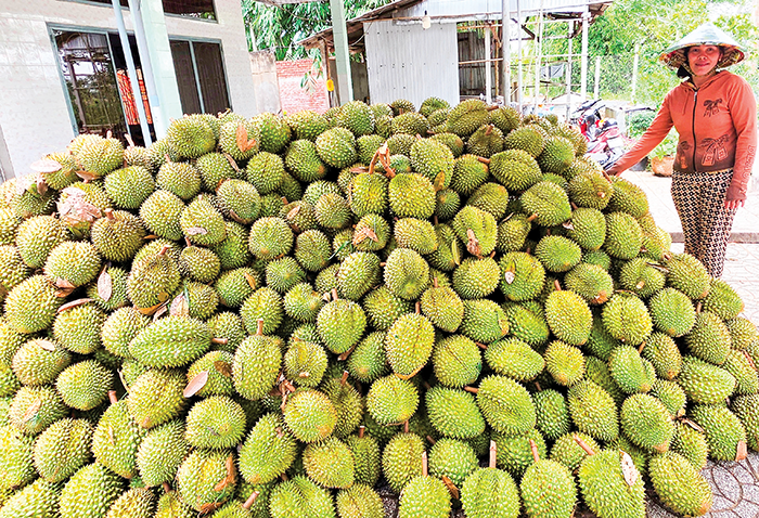 DẠO QUANH THỊ TRƯỜNG 
