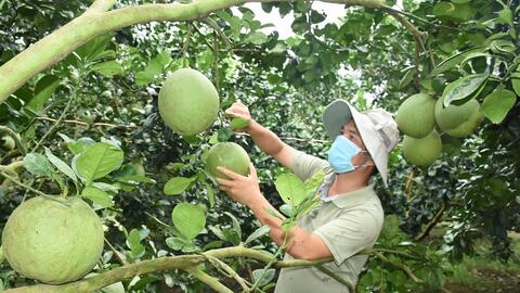 TP Cần Thơ thành lập Hội đồng và Tổ tư vấn Hội đồng đánh giá, phân hạng sản phẩm mỗi xã một sản phẩm