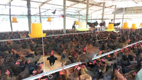 Phát triển chăn nuôi gia cầm bền vững và hiệu quả