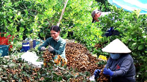 Số hóa vùng trồng, đổi mới tư duy sản xuất 