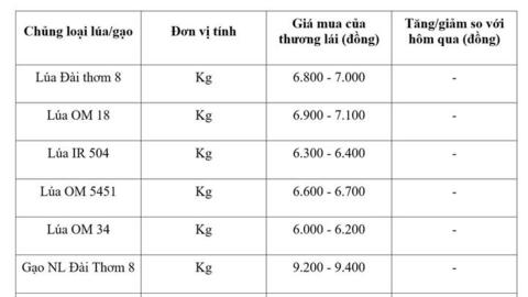 Giá lúa gạo hôm nay ngày 24/8: Gạo thơm Jasmine tăng 1.000 đồng/kg