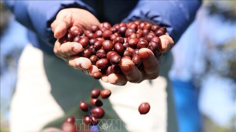 Bản tin nông sản hôm nay (25-8): Giá cà phê tăng nhẹ