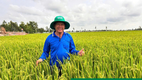 Chủ động phòng bệnh giai đoạn trổ, nâng chất lượng hạt lúa 
