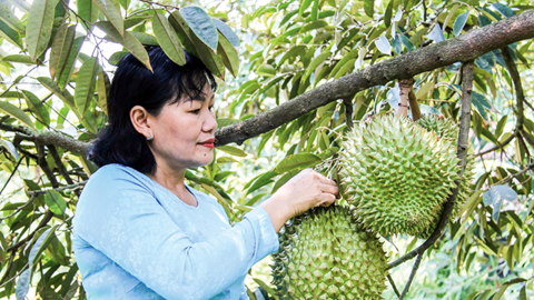 Cái Răng tập trung tái cơ cấu ngành Nông nghiệp 