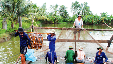 Phấn đấu sản lượng thủy sản năm 2026 đạt hơn 819.000 tấn 