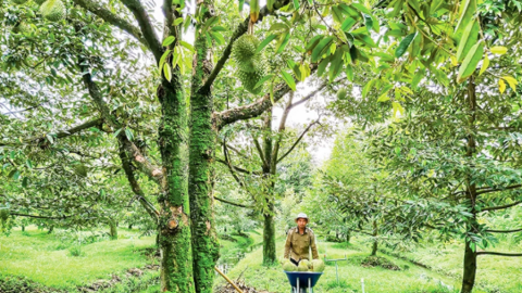 Cần Thơ có 11.212ha cây trồng được cấp mã số vùng trồng 