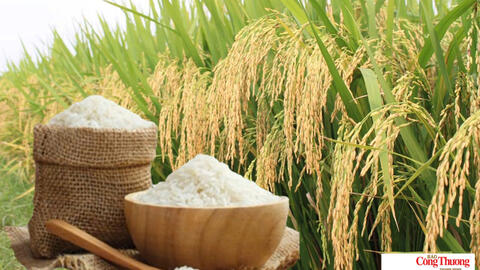 Giá lúa gạo hôm nay ngày 25/9/2026: Gạo, lúa tươi biến động