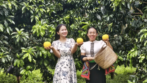 Điện Biên: Vú sữa Hoàng Kim bén rễ đất Mường Ảng, mở hướng làm giàu