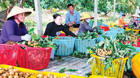 Tích cực hỗ trợ và thúc đẩy phát triển hợp tác xã nông nghiệp 