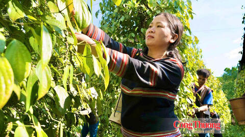 Giá tiêu hôm nay 7/10/2026: Cao nhất 140.500 đồng/kg