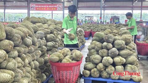 Cà phê, sầu riêng Đắk Lắk: Xuất khẩu tăng nhưng cần giải pháp đồng bộ