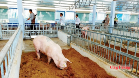 Khí mê-tan từ chăn nuôi: 'Kẻ vô hình' gây nóng lên toàn cầu