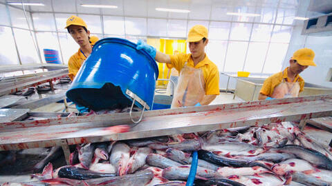 Xuất khẩu cá tra sang Trung Đông tăng trưởng, Ả Rập Xê Út dẫn đầu với mức tăng 52%
