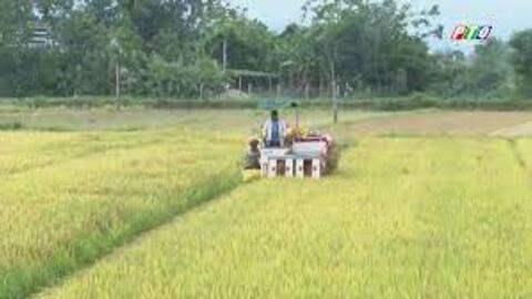 Quảng Điền: Năng suất lúa vụ đông xuân thấp hơn năm trước 31,2 tạ/ha