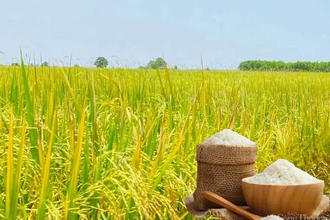 Giá lúa gạo hôm nay ngày 22/4: Thị trường lặng sóng