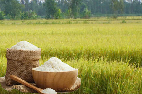 Giá lúa gạo hôm nay ngày 18/11: Gạo xuất khẩu biến động, lúa chững giá