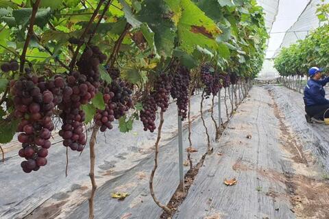 Bài 2: HTX Xứ Đoài - Nông nghiệp xanh gắn với di sản