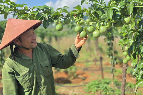 Chanh leo tăng trưởng thần tốc, lập kỷ lục xuất khẩu