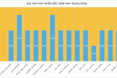 Giá heo hơi hôm nay 20/1/2026: Tiếp đà tăng tại nhiều nơi