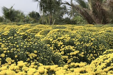 TikTok Shop hỗ trợ nhà vườn tiêu thụ hơn 2.500 chậu cúc mâm xôi nở sớm