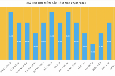 Giá heo hơi hôm nay 27/1/2026: Tăng mạnh, miền Bắc lập 'đỉnh' mới