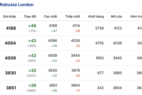 Giá cà phê hôm nay 27/1/2026: Tăng nhẹ tại Gia Lai